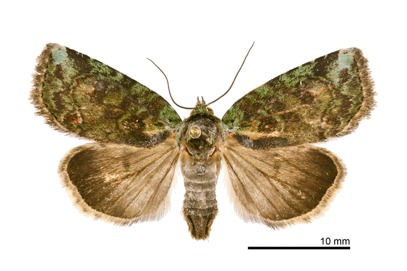 Stenoloba manleyi formosana Female